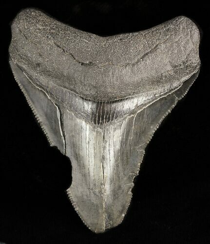 Bargain Megalodon Tooth - South Carolina #47231